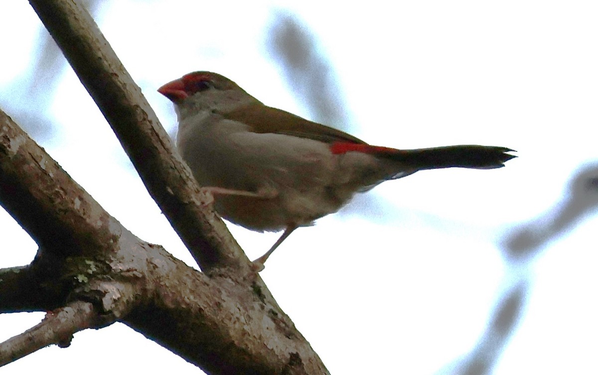 Red-browed Firetail - ML612207487