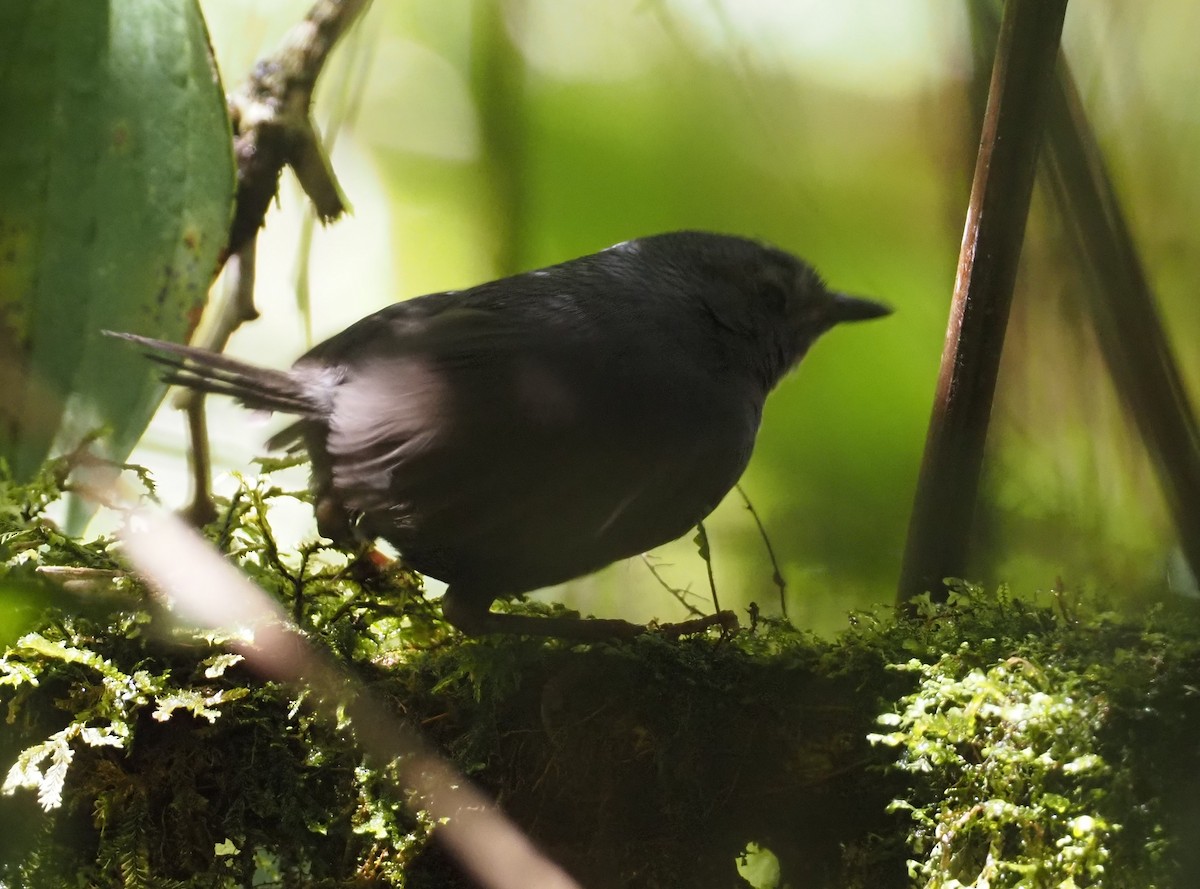 Trilling Tapaculo - ML612207584