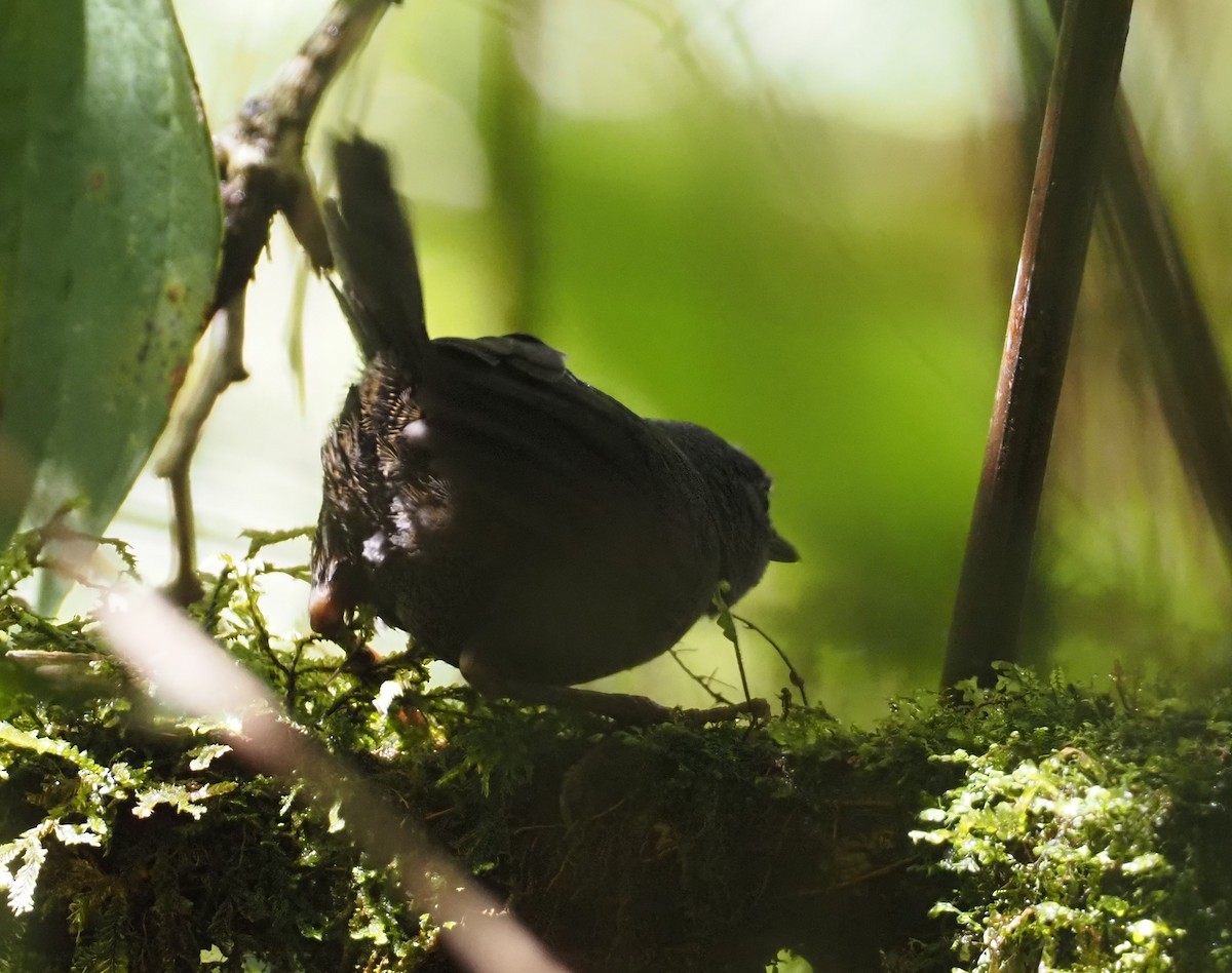 Trilling Tapaculo - Stephan Lorenz