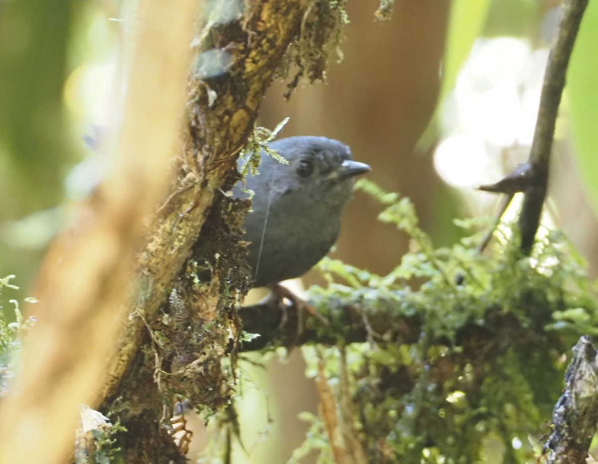 Trilling Tapaculo - ML612207610
