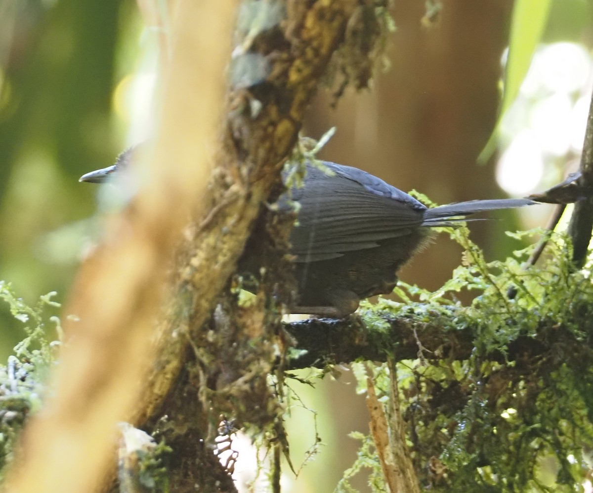 Trilling Tapaculo - ML612207614