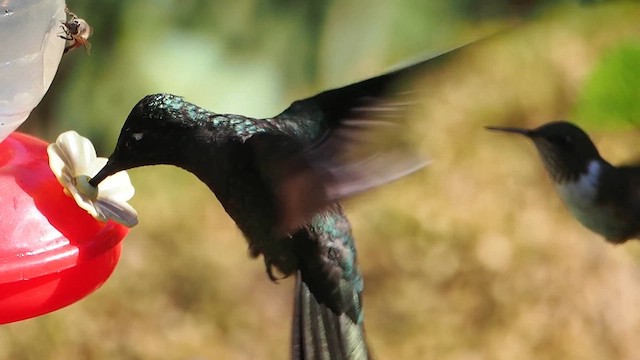 Talamanca Hummingbird - ML612207787
