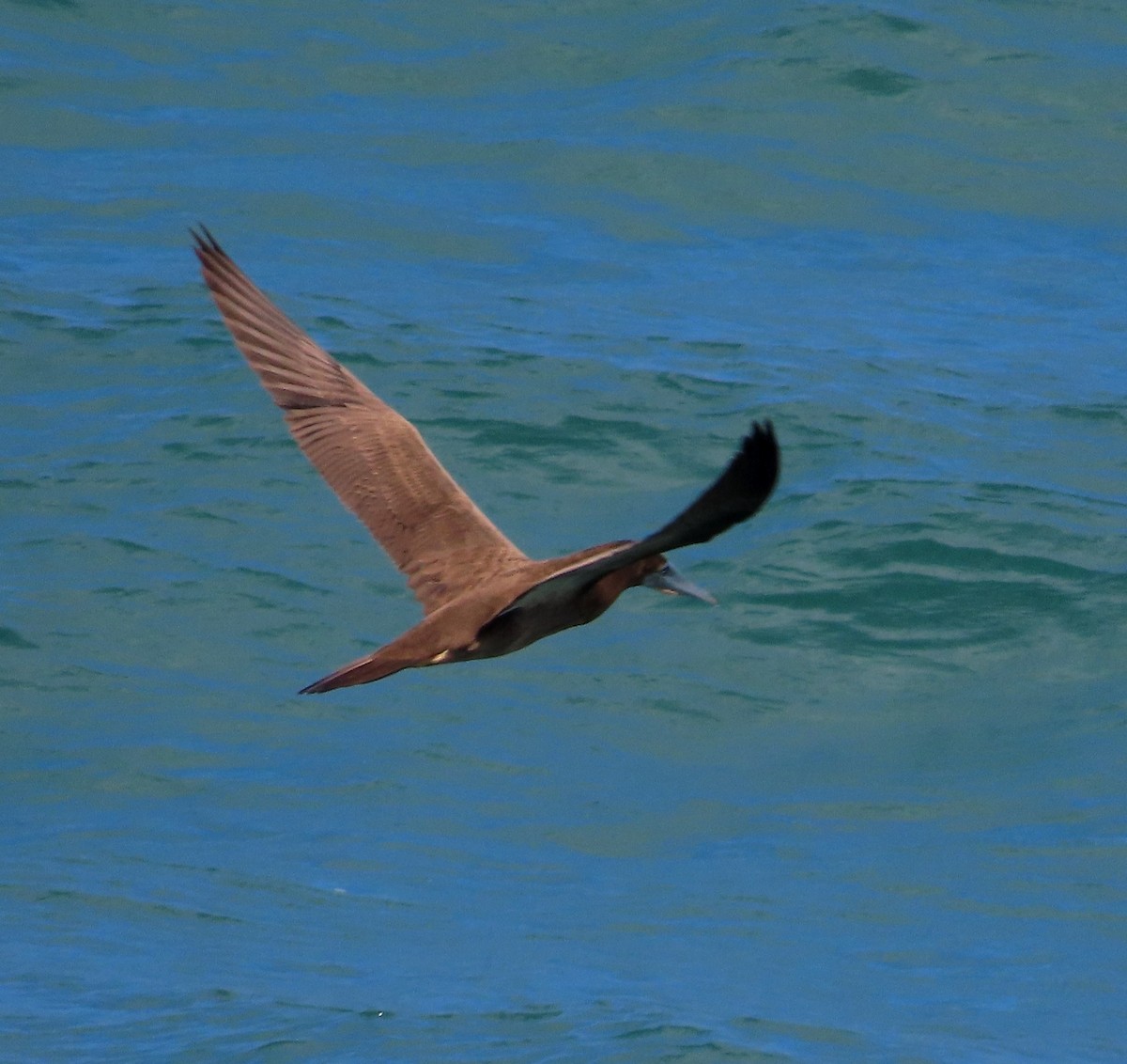Brown Booby - ML612207895