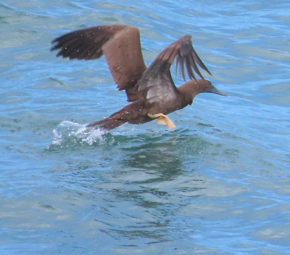 Brown Booby - ML612207896