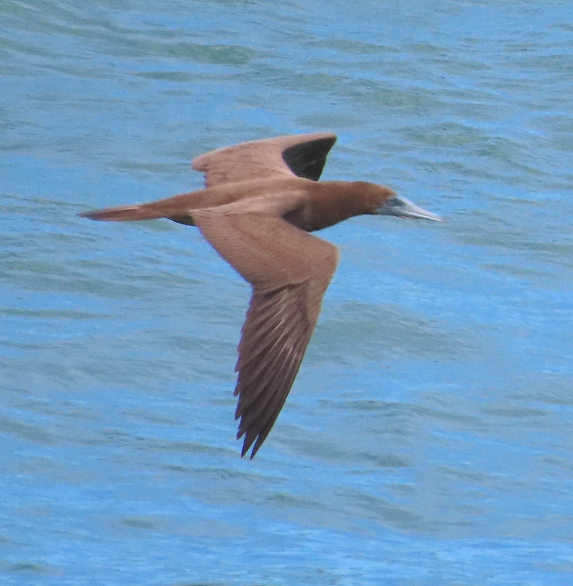 Brown Booby - ML612207898