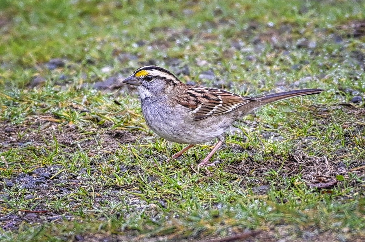 White-throated Sparrow - ML612207950