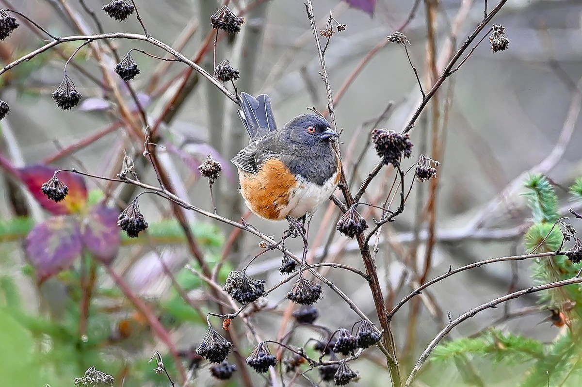 Spotted Towhee - ML612207970