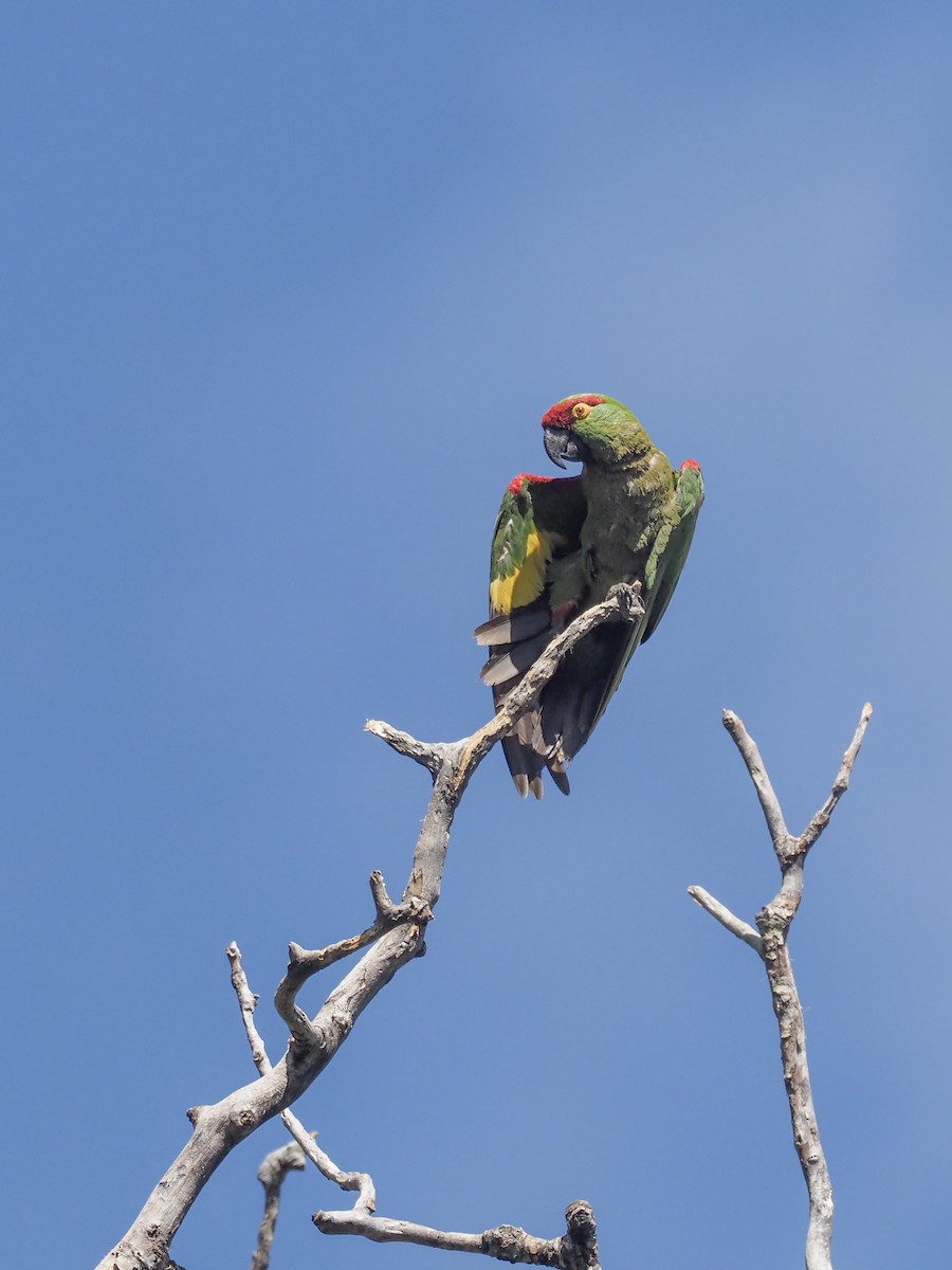 Thick-billed Parrot - ML612208045