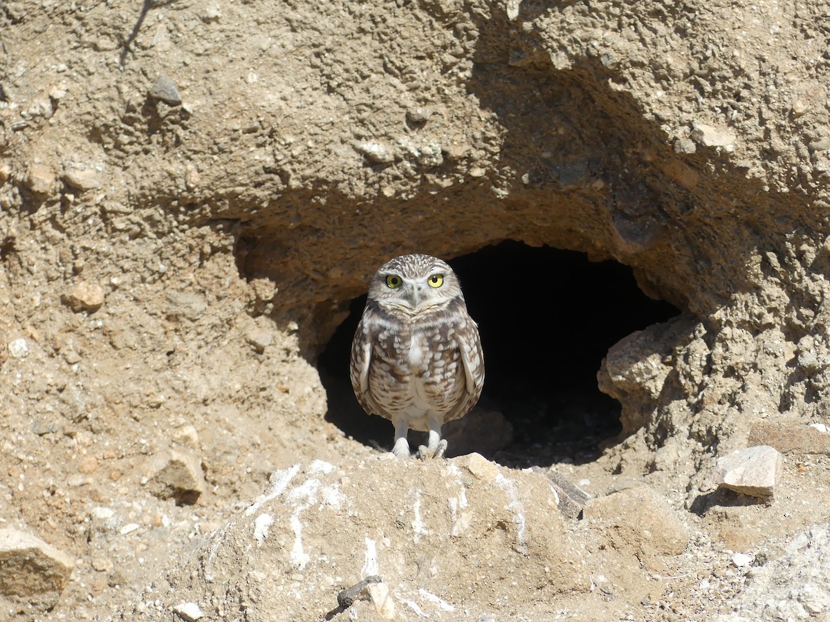 Burrowing Owl - barry mantell