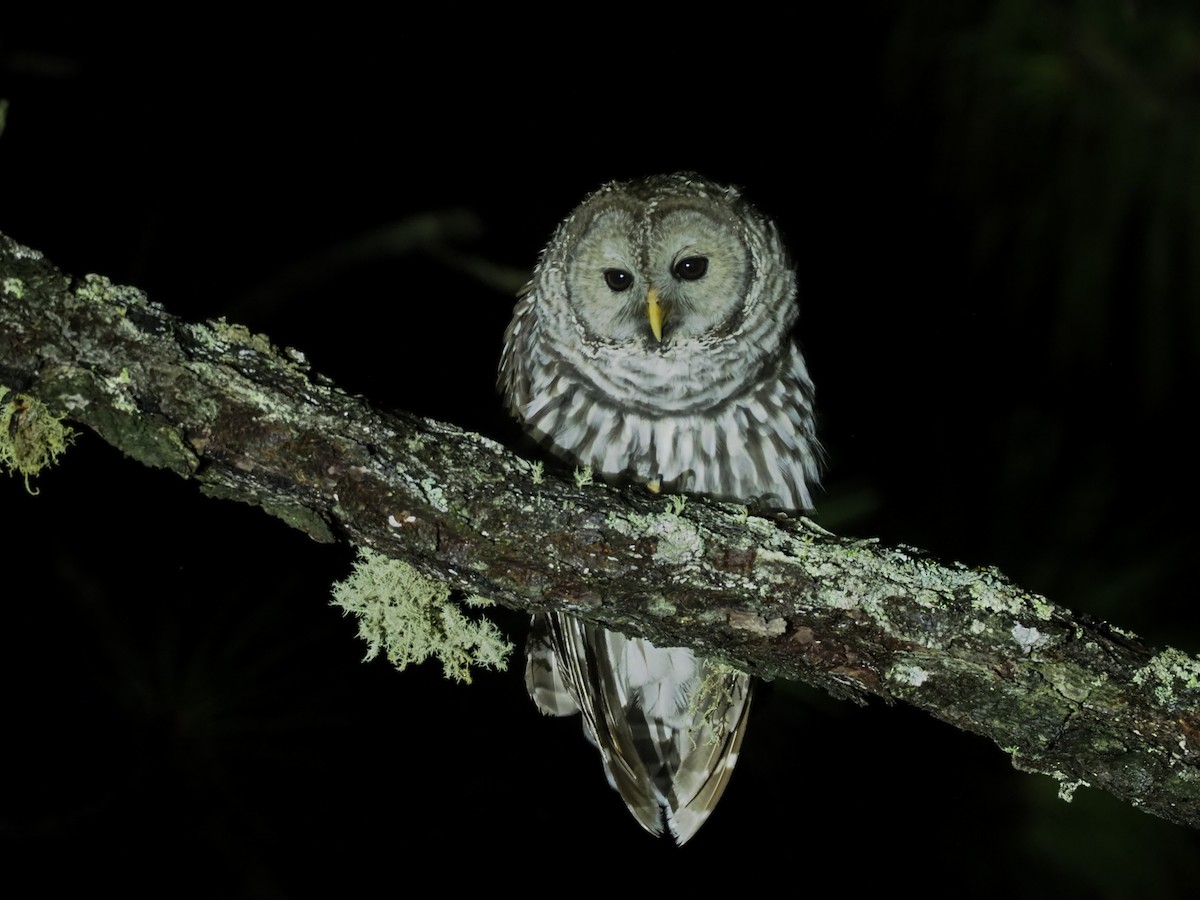 Cinereous Owl - ML612208172
