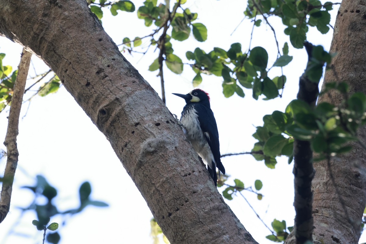 Acorn Woodpecker - ML612208234