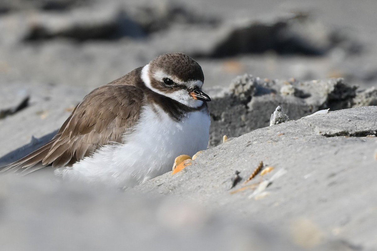 Semipalmated Plover - ML612208237