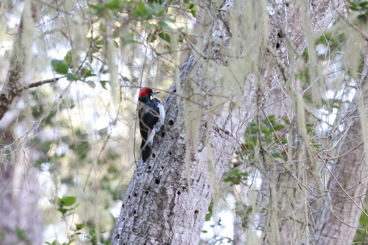 Acorn Woodpecker - ML612208241
