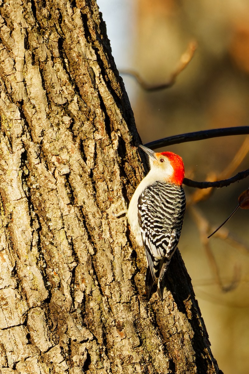 Red-bellied Woodpecker - ML612208473