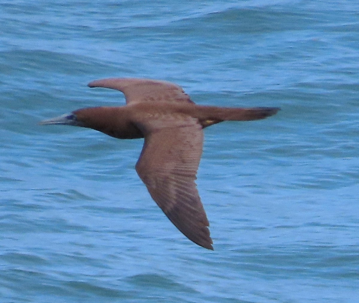 Brown Booby - ML612208493