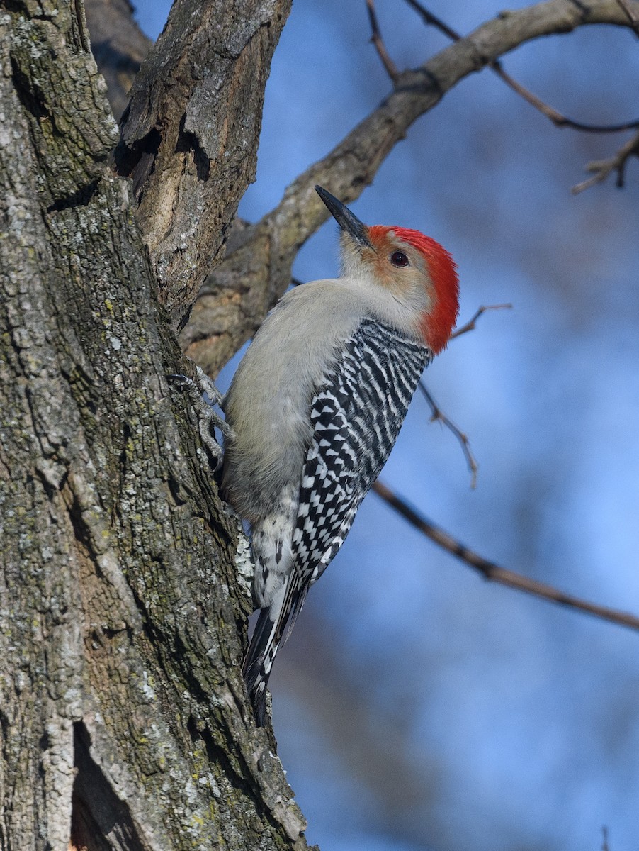 Red-bellied Woodpecker - ML612208526