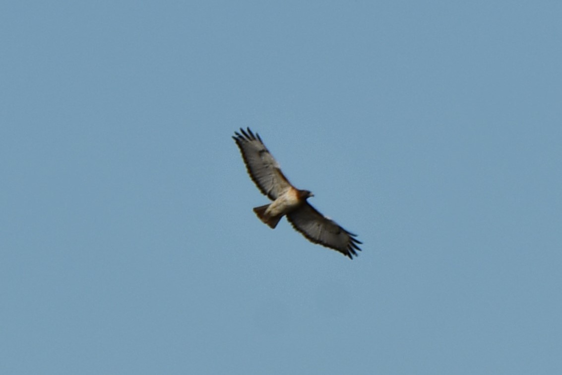 Red-tailed Hawk - ML612208924