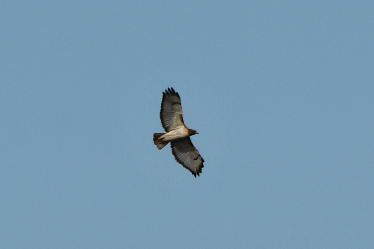Red-tailed Hawk - ML612208925