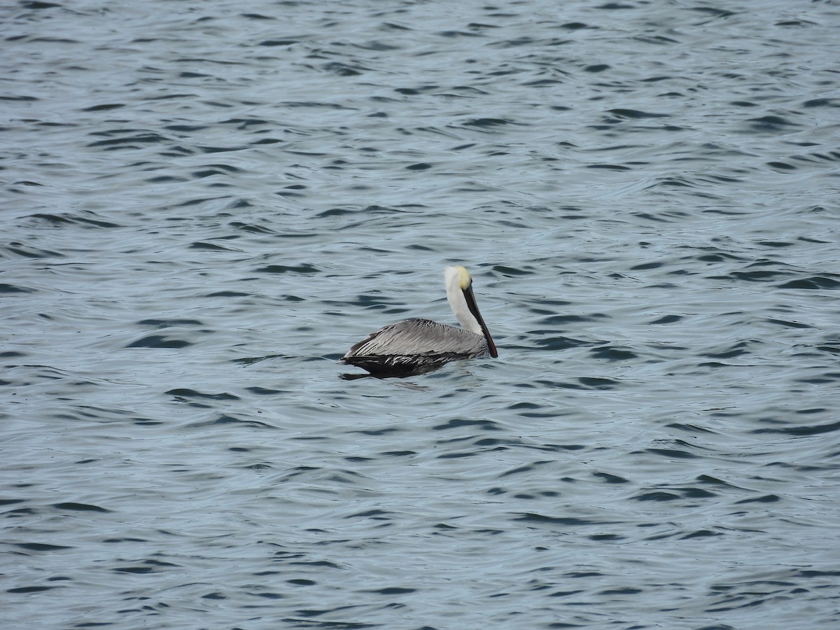 pelikán hnědý - ML612208950