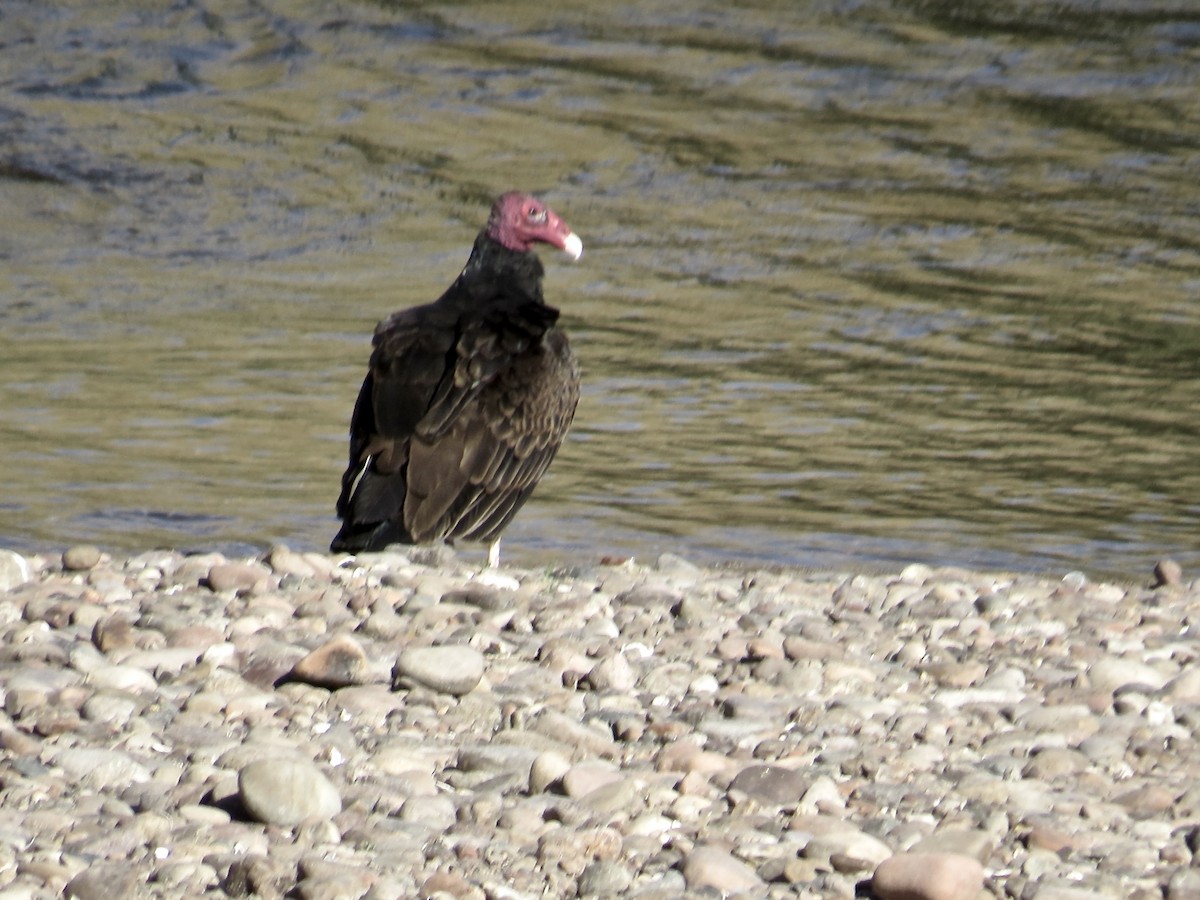 Turkey Vulture - ML61220921