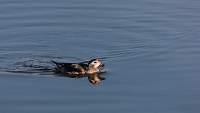Long-tailed Duck - ML612209469