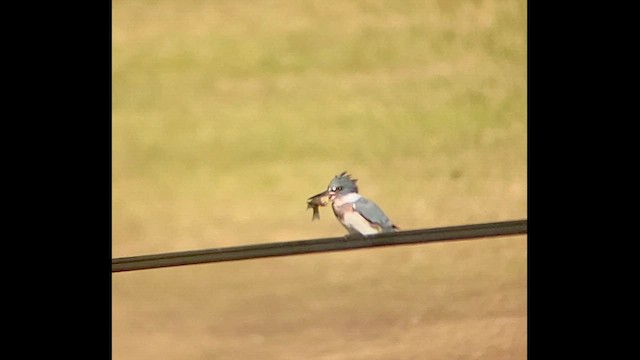 Belted Kingfisher - ML612209519