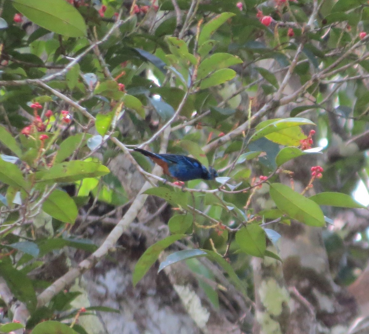 Opal-rumped Tanager (Opal-rumped) - ML612209530