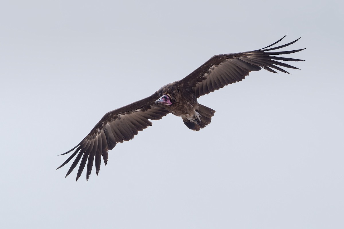 Hooded Vulture - ML612209658