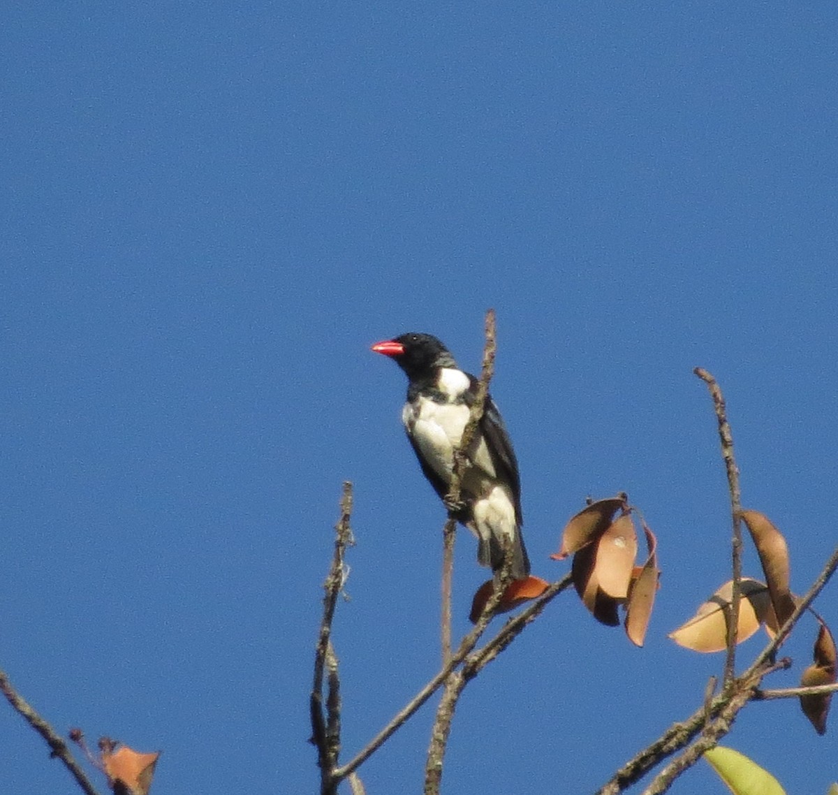Red-billed Pied Tanager - ML612209698