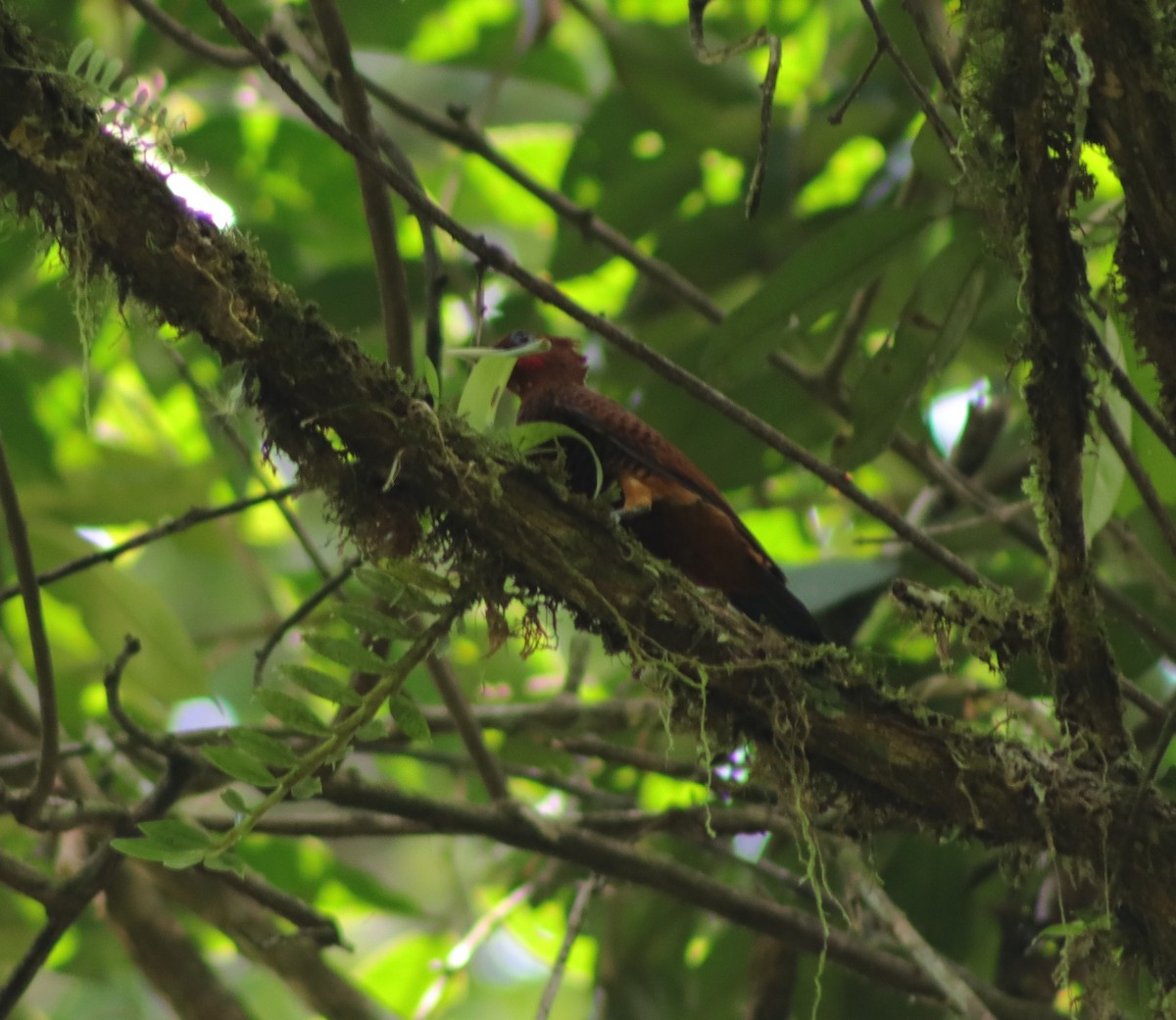 Chestnut Woodpecker - Renhart Apaza Westreicher Nature_Birds_Club_Ynca