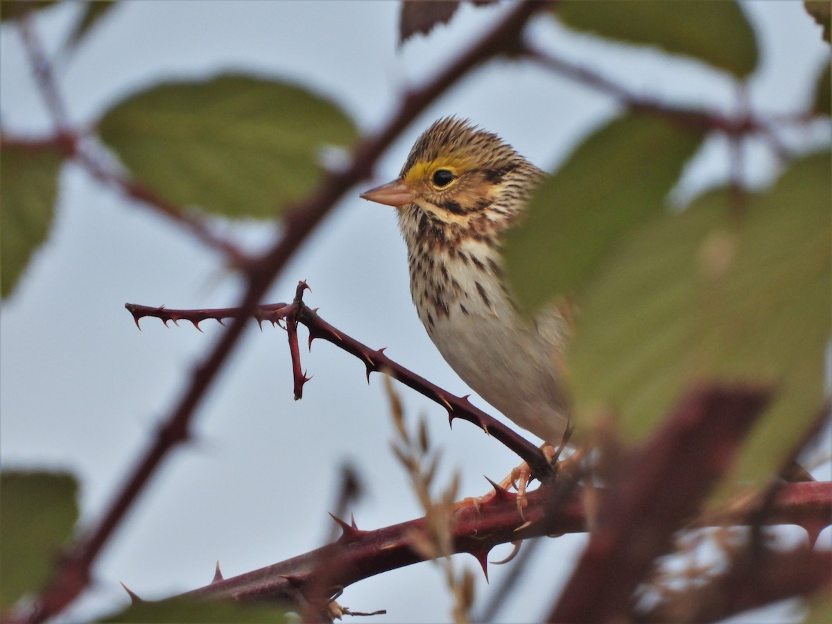 Savannah Sparrow - ML612210143