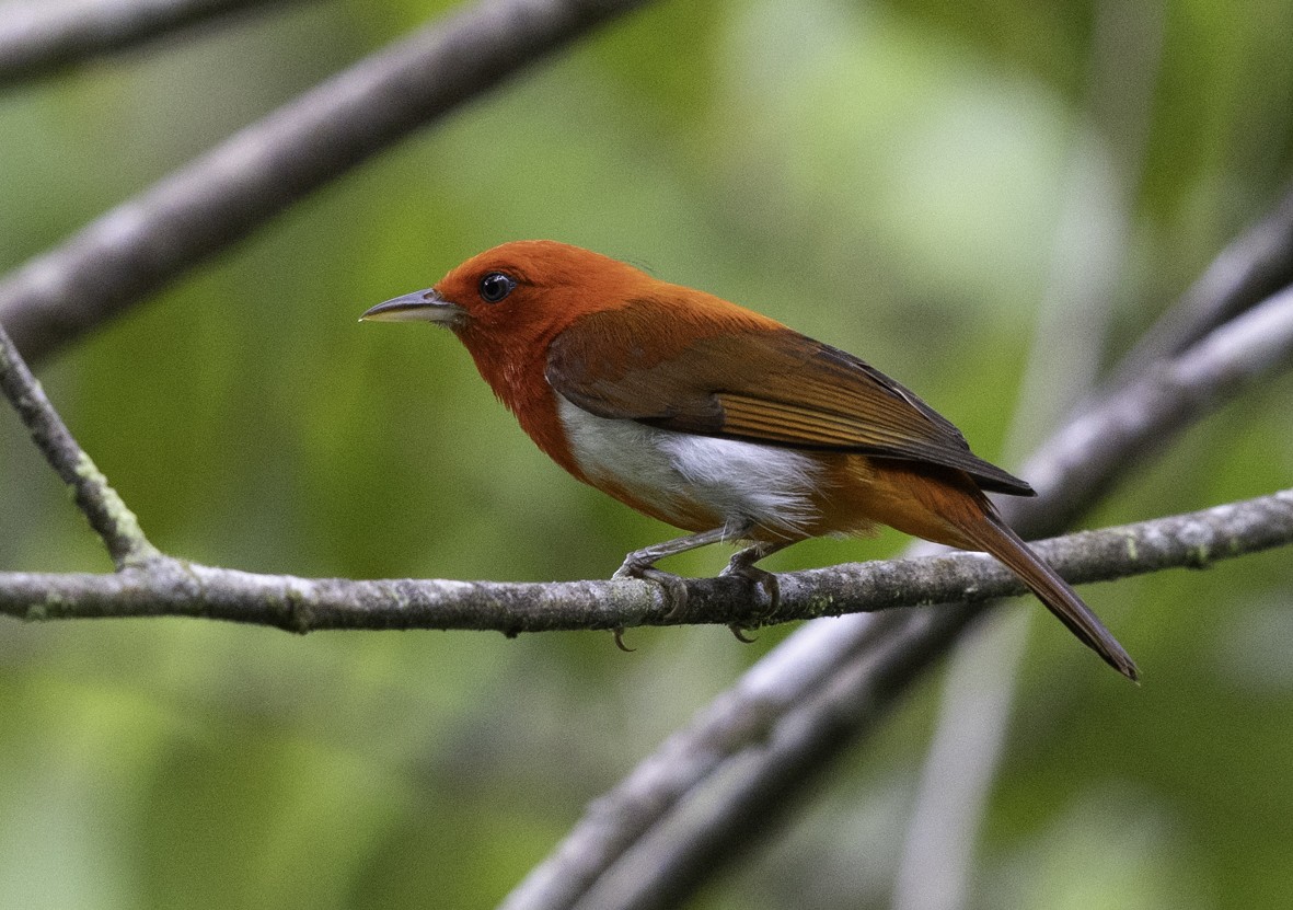 Scarlet-and-white Tanager - ML612210321