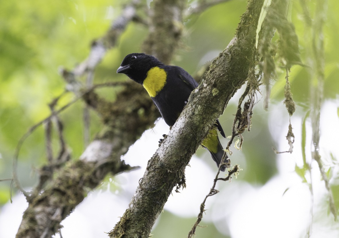Golden-chested Tanager - ML612210349