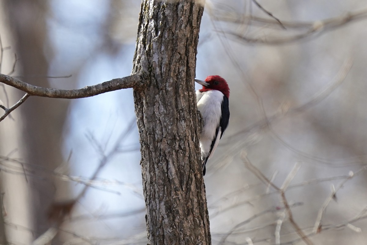 Red-headed Woodpecker - ML612210493