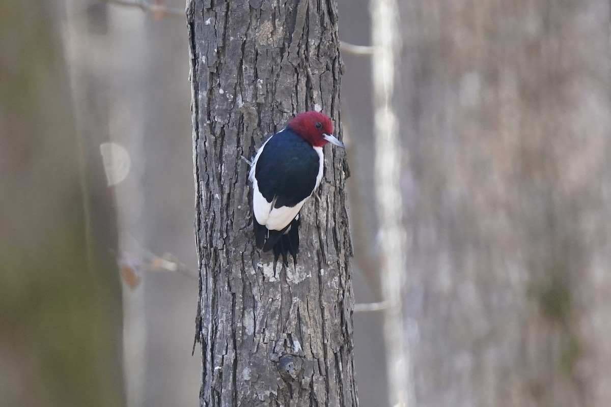 Red-headed Woodpecker - ML612210494