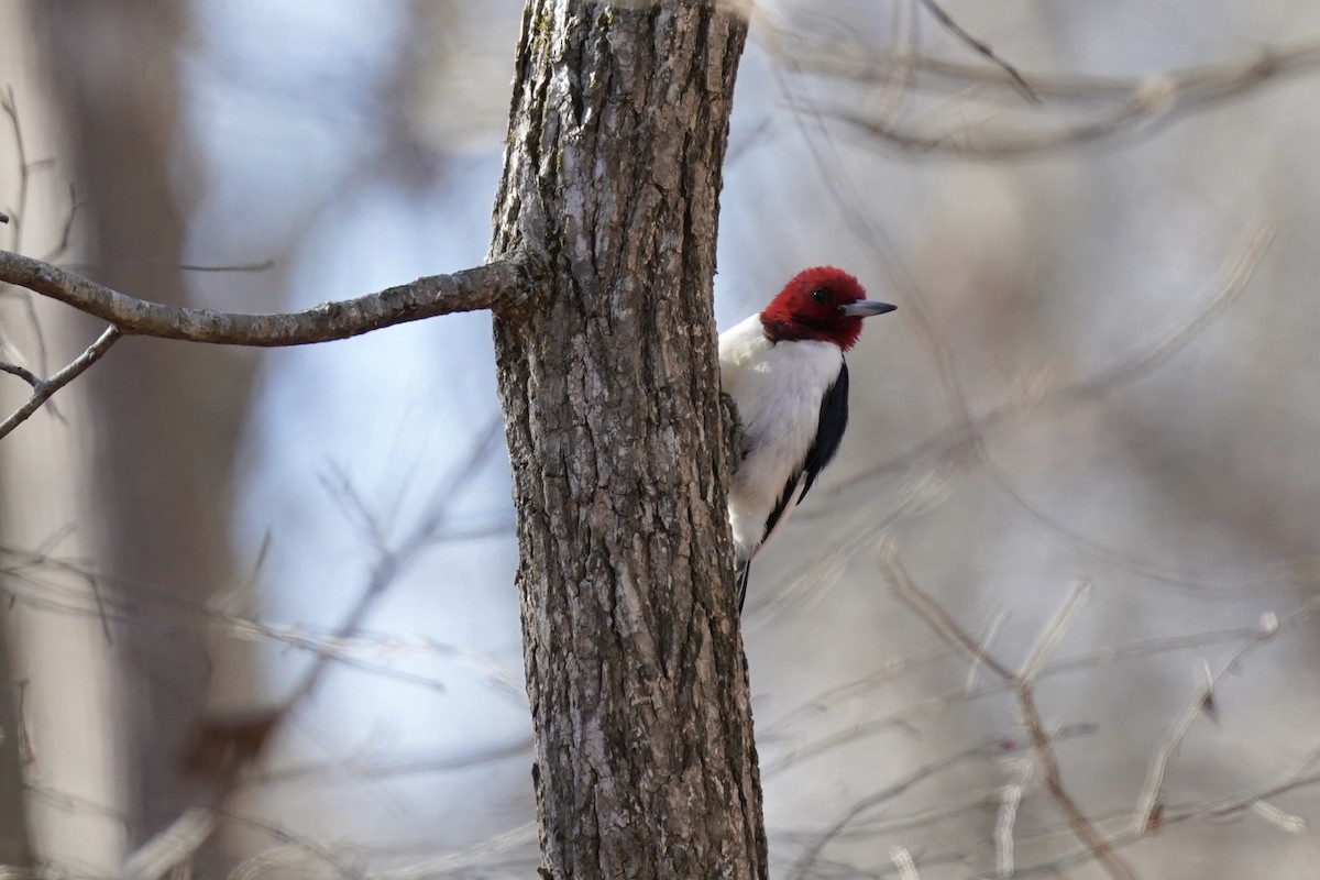 Red-headed Woodpecker - ML612210495