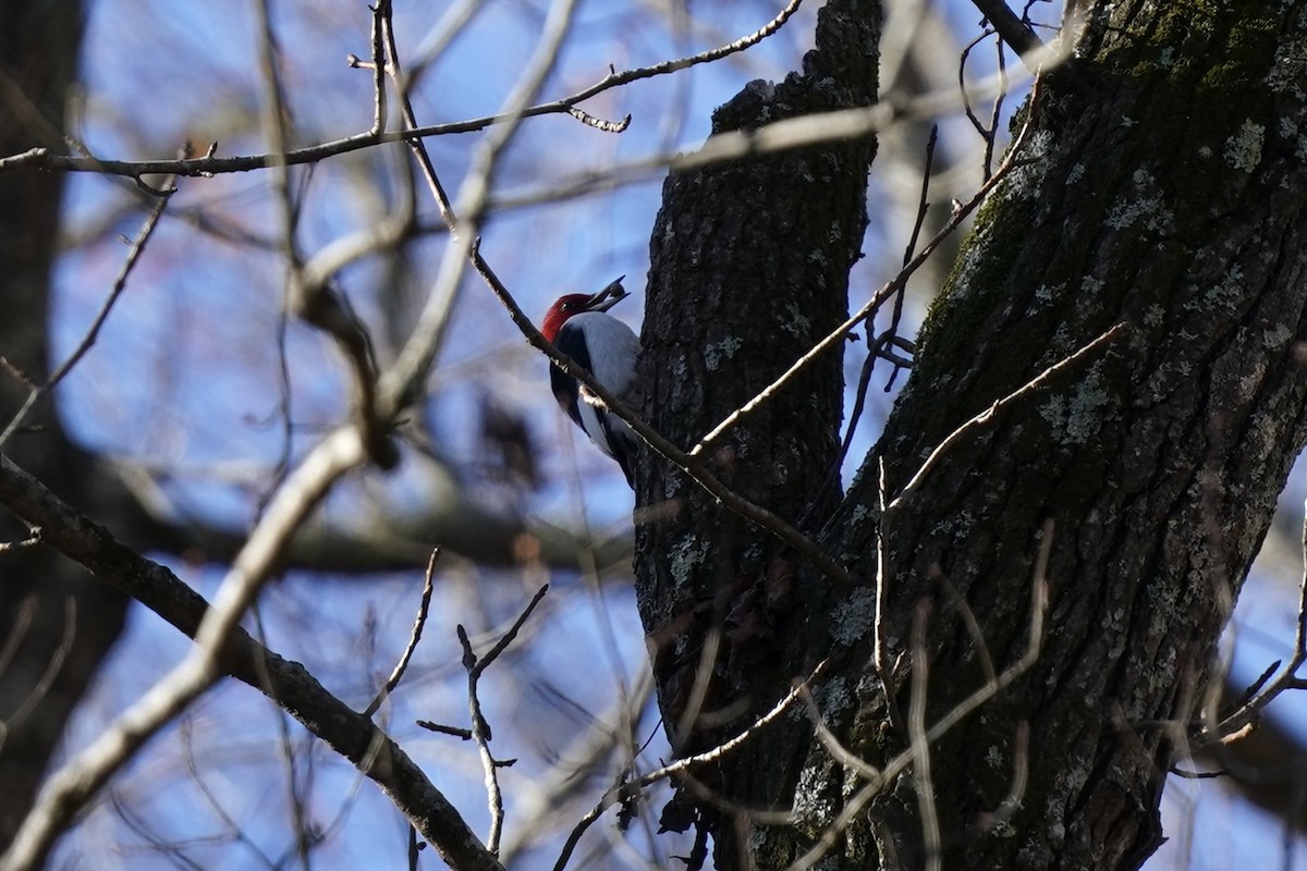 Red-headed Woodpecker - ML612210496
