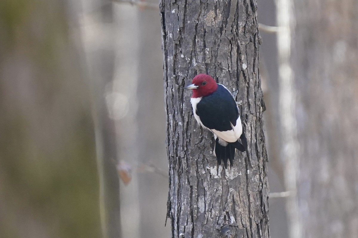 Red-headed Woodpecker - ML612210497