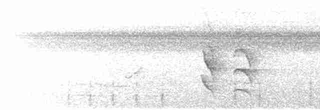 White-flanked Antwren - ML612210847