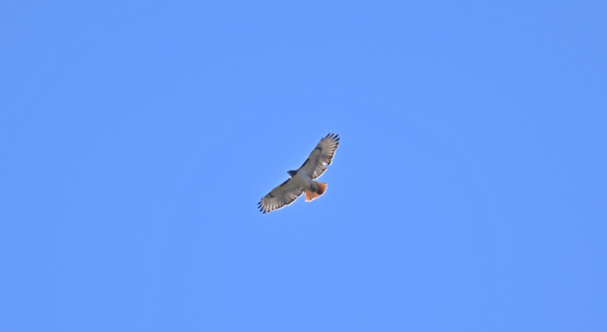 Red-tailed Hawk - ML612210855