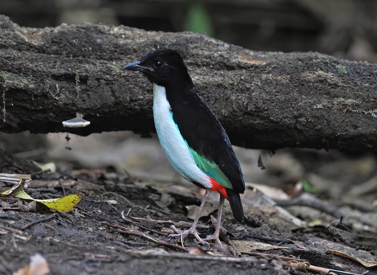 Ivory-breasted Pitta (Ivory-breasted) - ML612210872