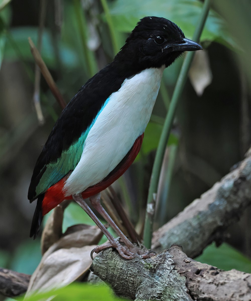 Ivory-breasted Pitta (Ivory-breasted) - ML612210881