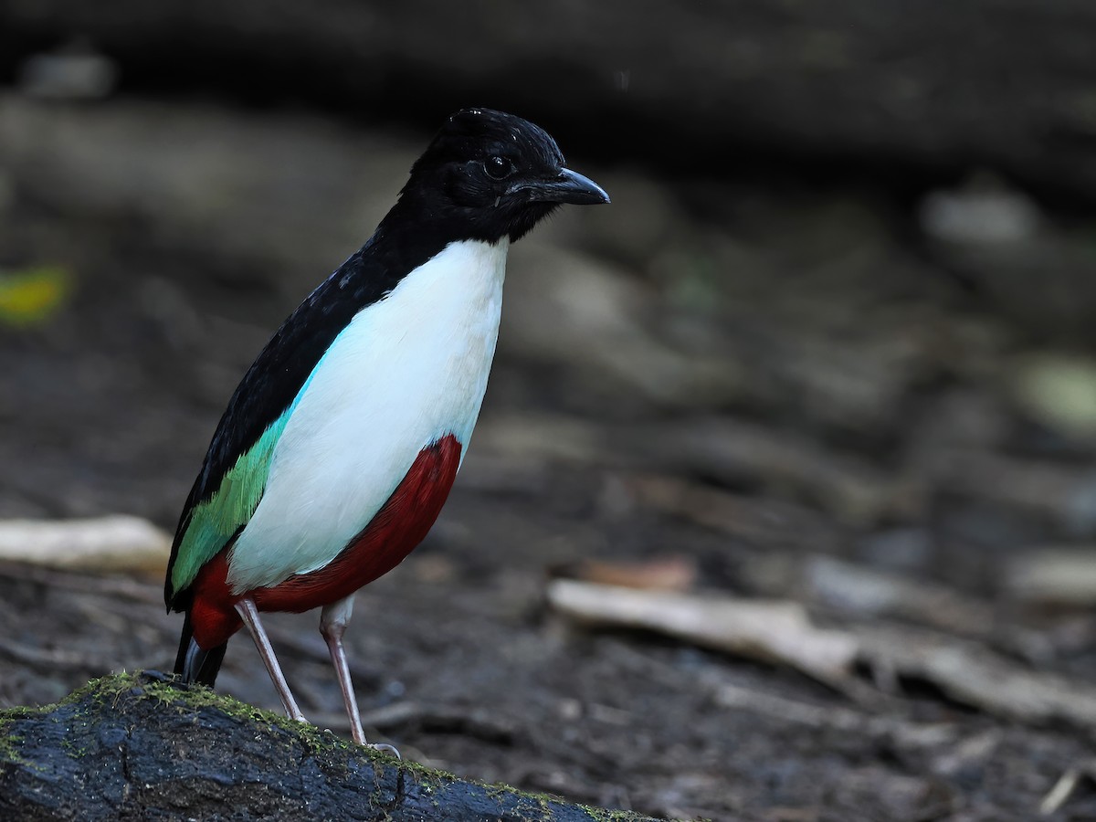 Ivory-breasted Pitta (Ivory-breasted) - ML612210887