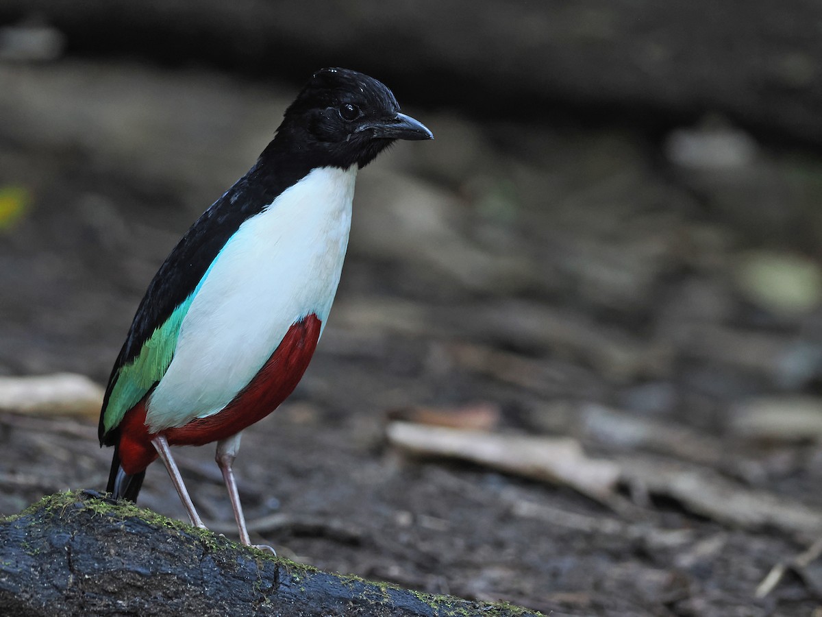 Ivory-breasted Pitta (Ivory-breasted) - Sam Woods