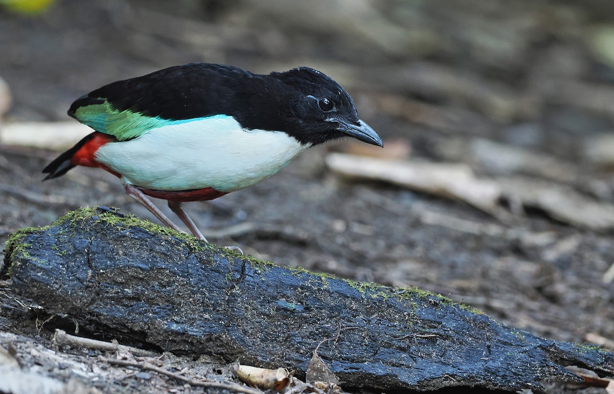 Ivory-breasted Pitta (Ivory-breasted) - ML612210911