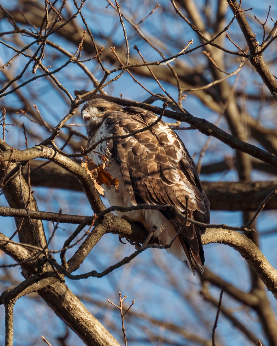 Red-tailed Hawk - ML612210921