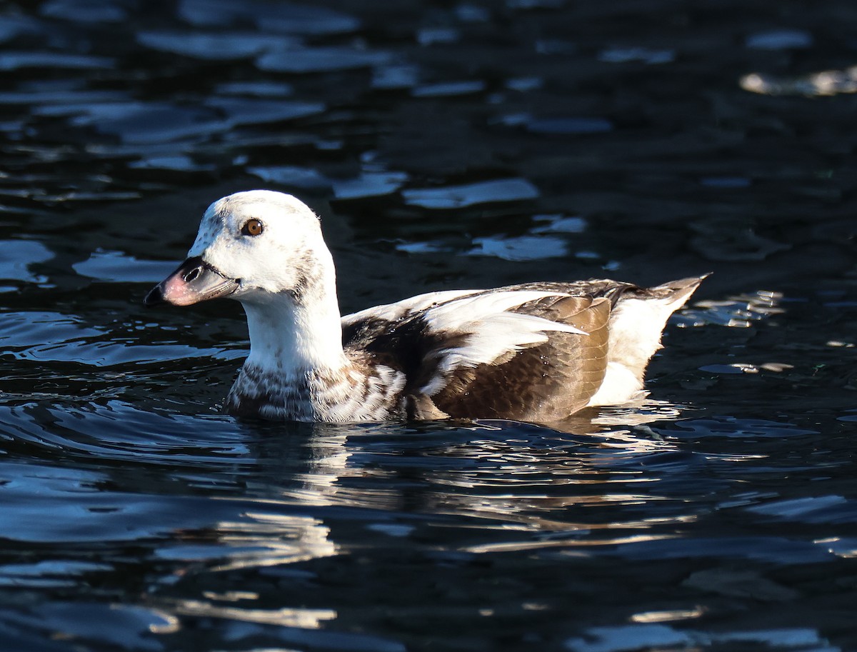 Long-tailed Duck - ML612211845