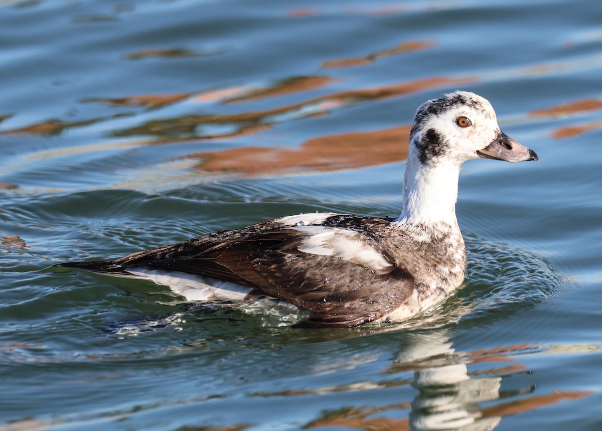 Long-tailed Duck - Tom Younkin