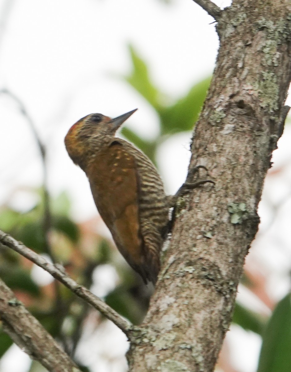 Yellow-eared Woodpecker - ML612211896