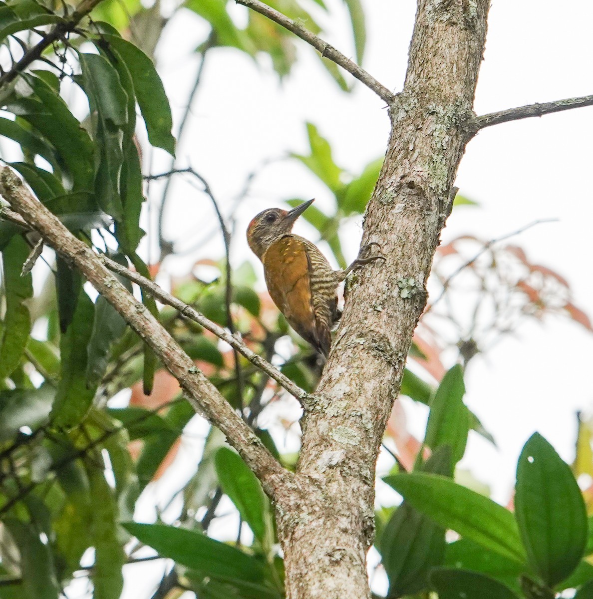 Yellow-eared Woodpecker - Rosemary Lloyd